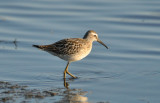 Stilt Sandpiper Ocean Shores 8-14-2010