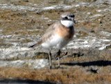 Lesser Sand Plover