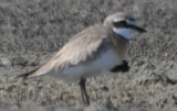 Lesser Sand Plover