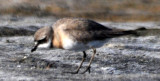 Lesser Sand Plover