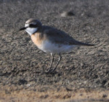 Lesser Sand Plover