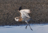 Lesser Sand Plover