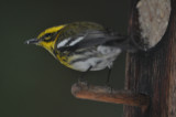 Townsends Warbler