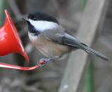 Black-capped Chickadee