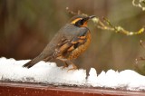 males varied Thrush