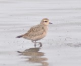 Pacific Golden Plover