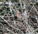 Red-shouldered Hawk