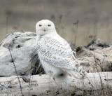 Snowy Owl