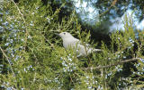 Townsends Solitaire(in juniper tree)