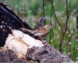 Vesper Sparrow
