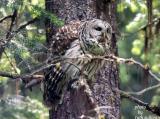 Barred Owl