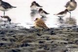 Eurasian Dotterel(with Black-bellied Plovers and Dunlin)