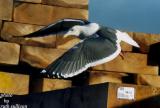 Slaty-backed Gull(in flight)
