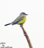 Tropical Kingbird