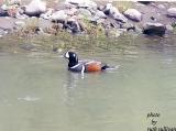 Harlequin Duck