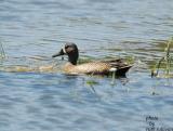 Blue-winged Teal(male)