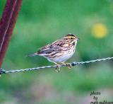 Savannah Sparrow