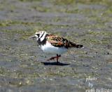 Ruddy Turnstone