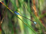 Pacific Forktail(male)