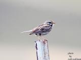 Savannah Sparrow