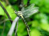 Pronghorn Clubtail