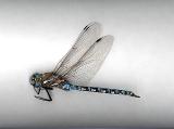 Variable Darner