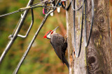 Pileated in yard050 rev.jpg