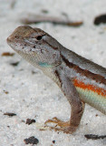 Florida Scrub Lizard - Sceloporus woodi 