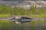 Gator 1