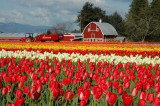 Barn, Tractor and Tulips
