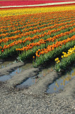 Orange and Mud Rows