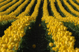 Waves of Yellow Rows