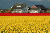 Yellow and Red to House