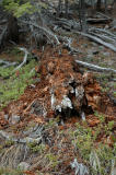 Decaying Tree