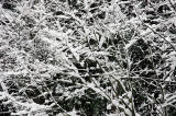 Snowy Branches