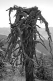 Gnarled Tree