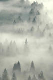 foggytrees.jpg