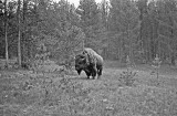 Yellowstone bison