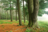 The pine woods