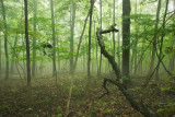 Foggy woods