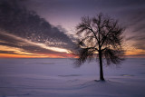 The winter tree