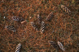 Pine cones