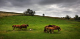 Red horses