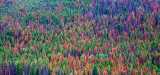 Pine tree palette