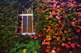 Window of autumn