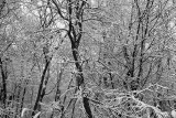 Woods of snow