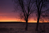 Two trees in sunset