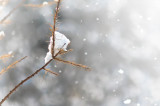 Catching Snowflakes