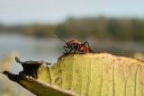 Adult Milkweed Bug