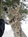 Snow Leopard (Koata) At Play